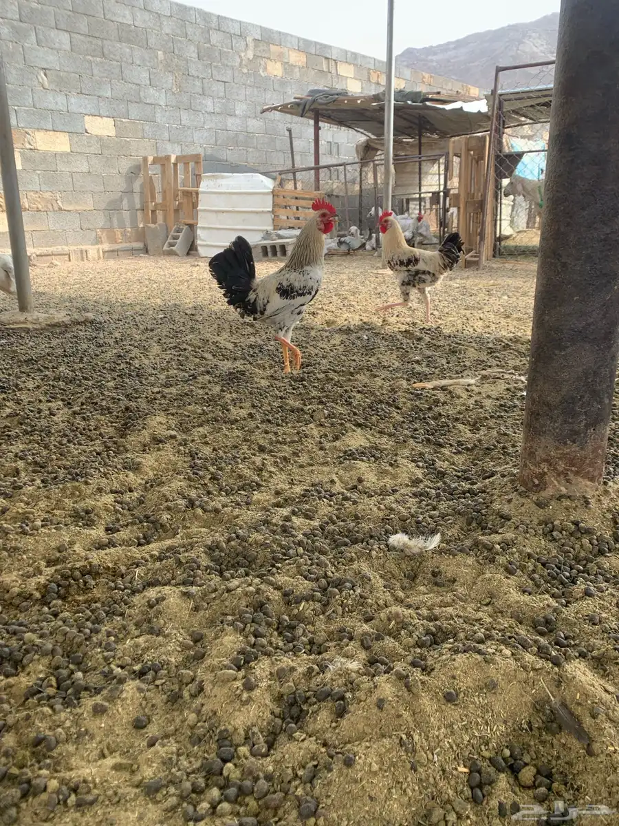 ديكه بلديه 8