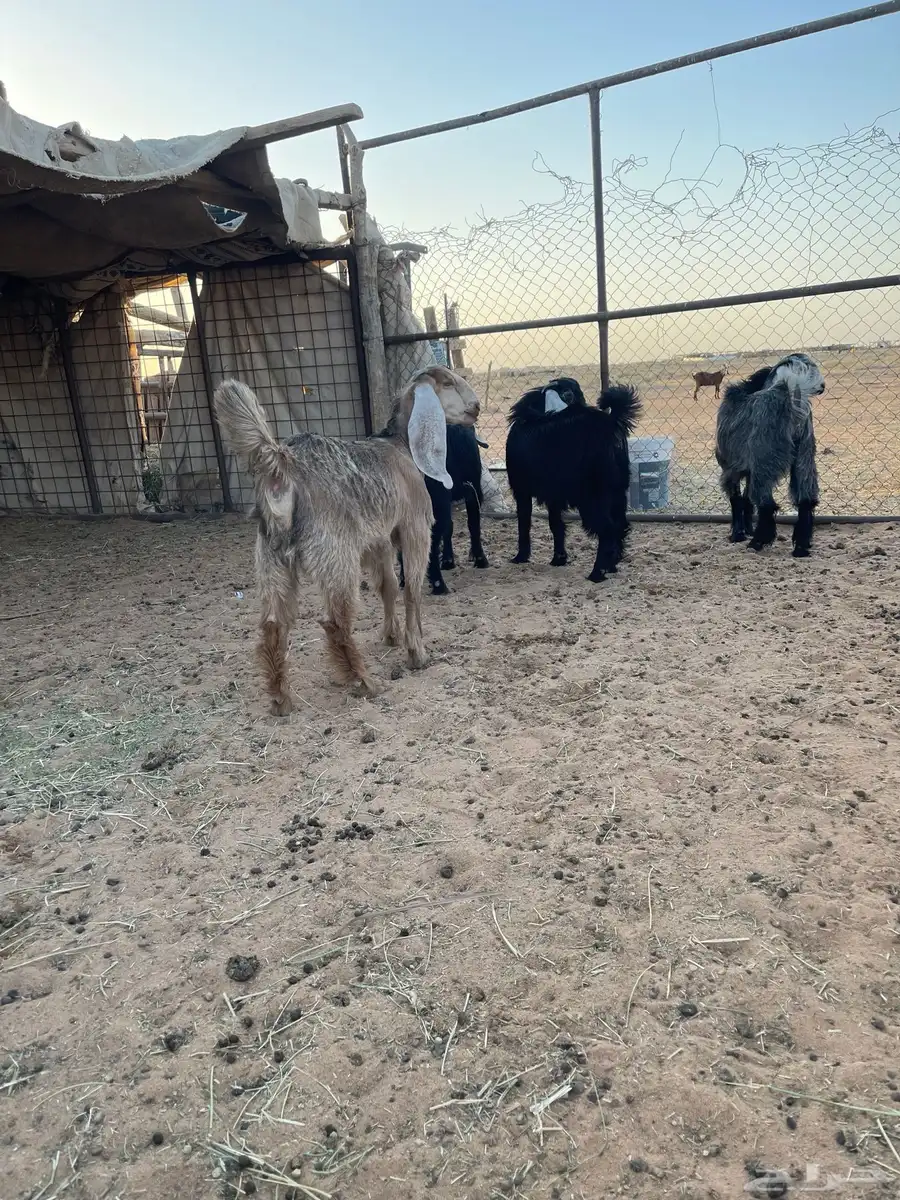 حفرات اربع شهور وخمسه 1