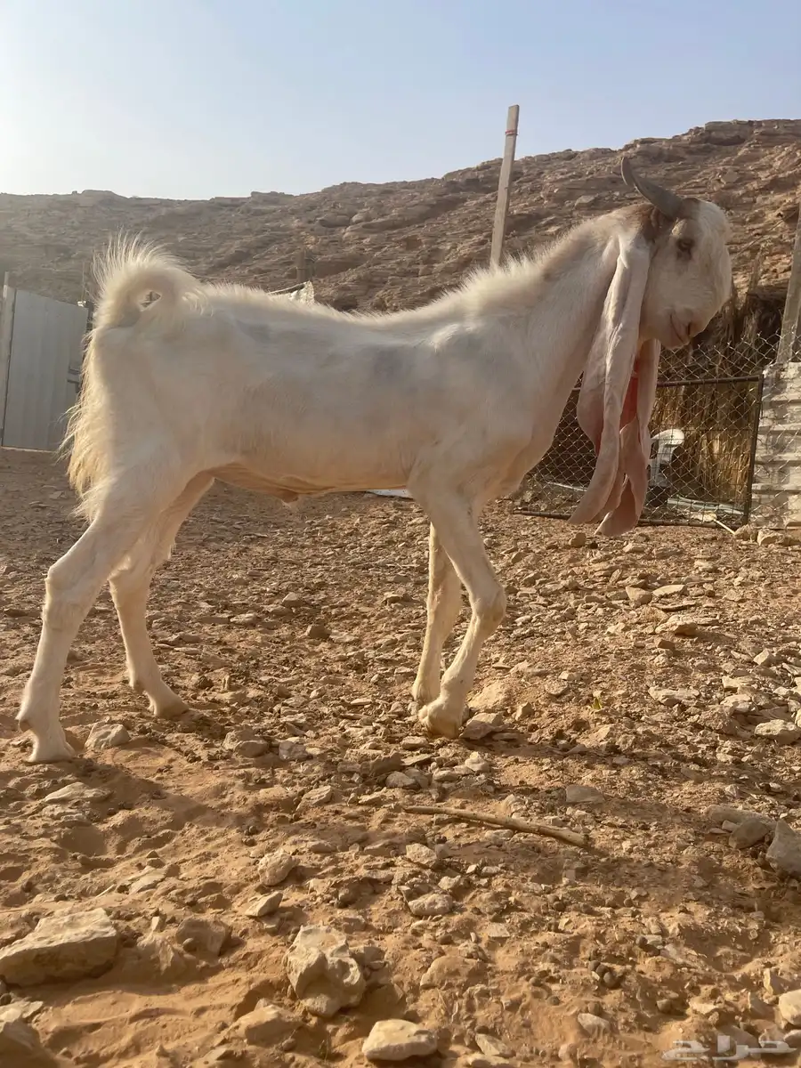 تيس هولندي فحل 0