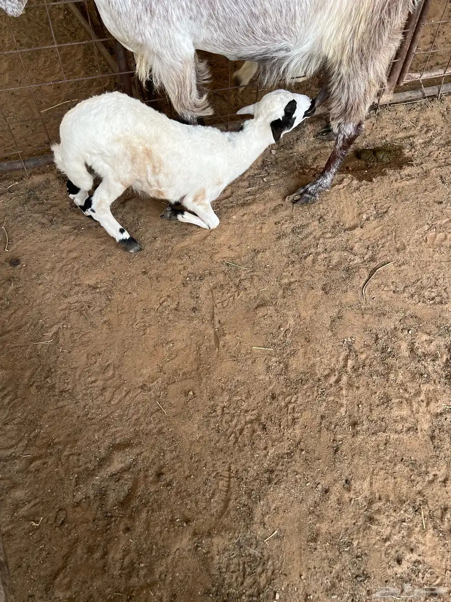 رخل مهجنه 1