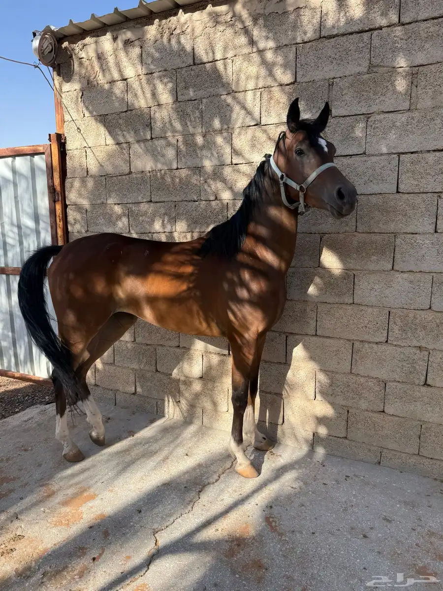 مهره 2