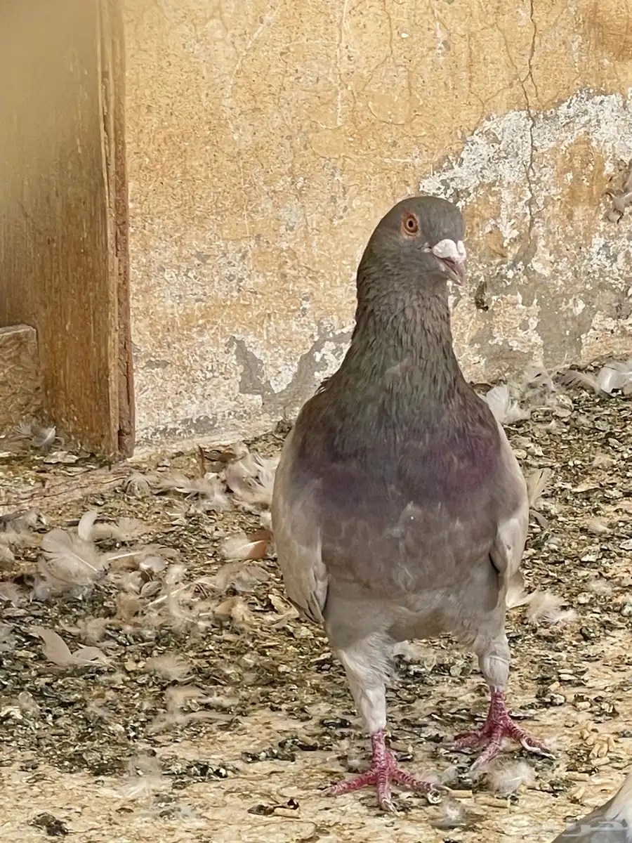 جوزين 0