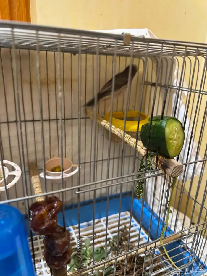 قري طايفي ذكر 3