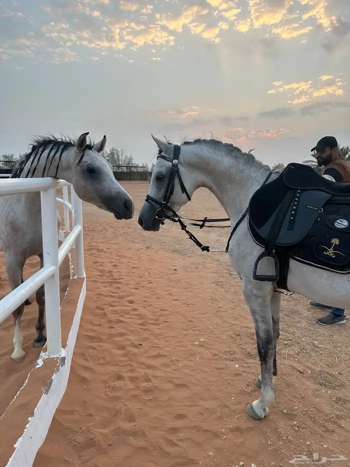 خيل عربي شعبي 2