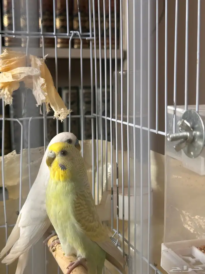 زوج بادجي (طيور حب) للبيع 2