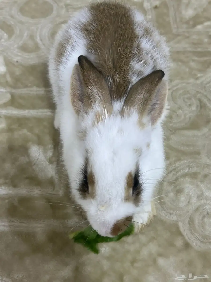 أرنب 2