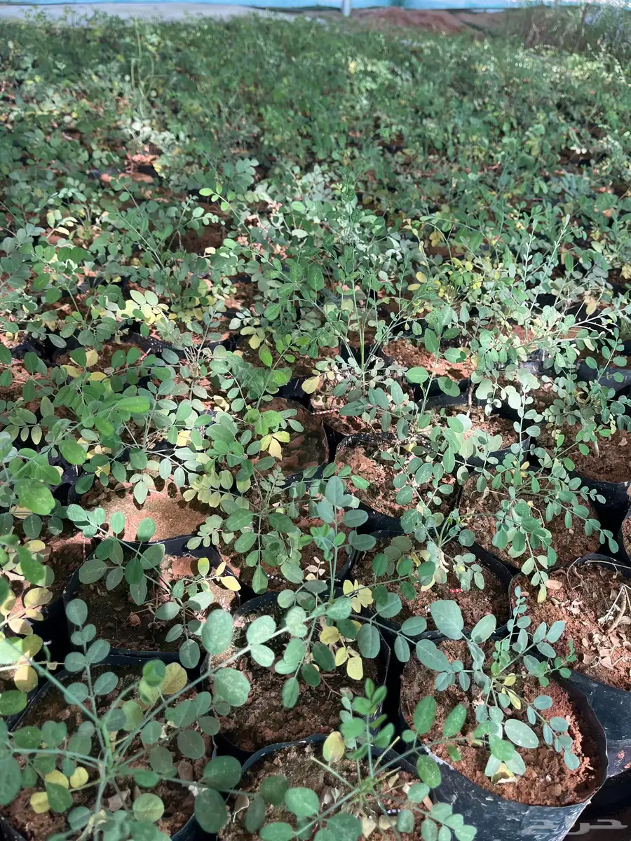 مورنجا عربي آو يسر عربي الموقع ابوراكه غرب العلا 0