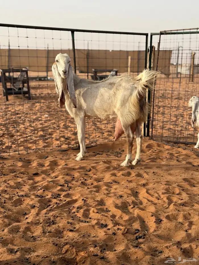عنزين حليب وعنز متبع طيبات تم البيع 4
