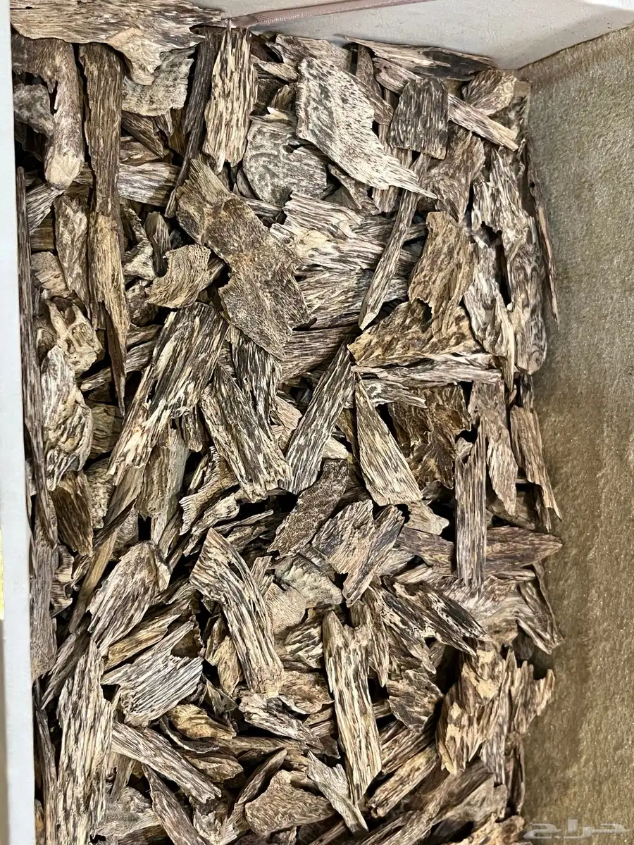 عود طبيعي سومطري ( شبيه الكلمنتان مالينو) 0
