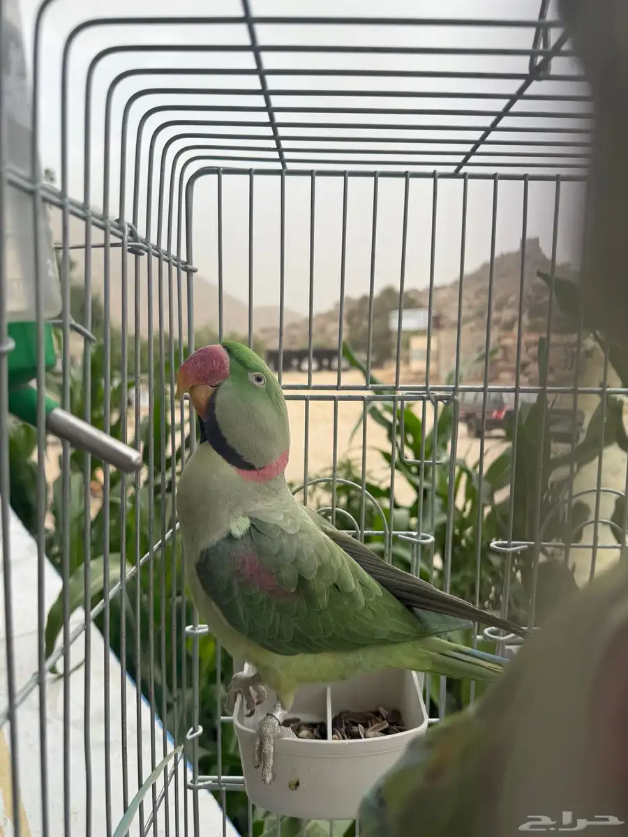 زوج درة نيبالي أليف جد ا والذكر هدد داخلي 0