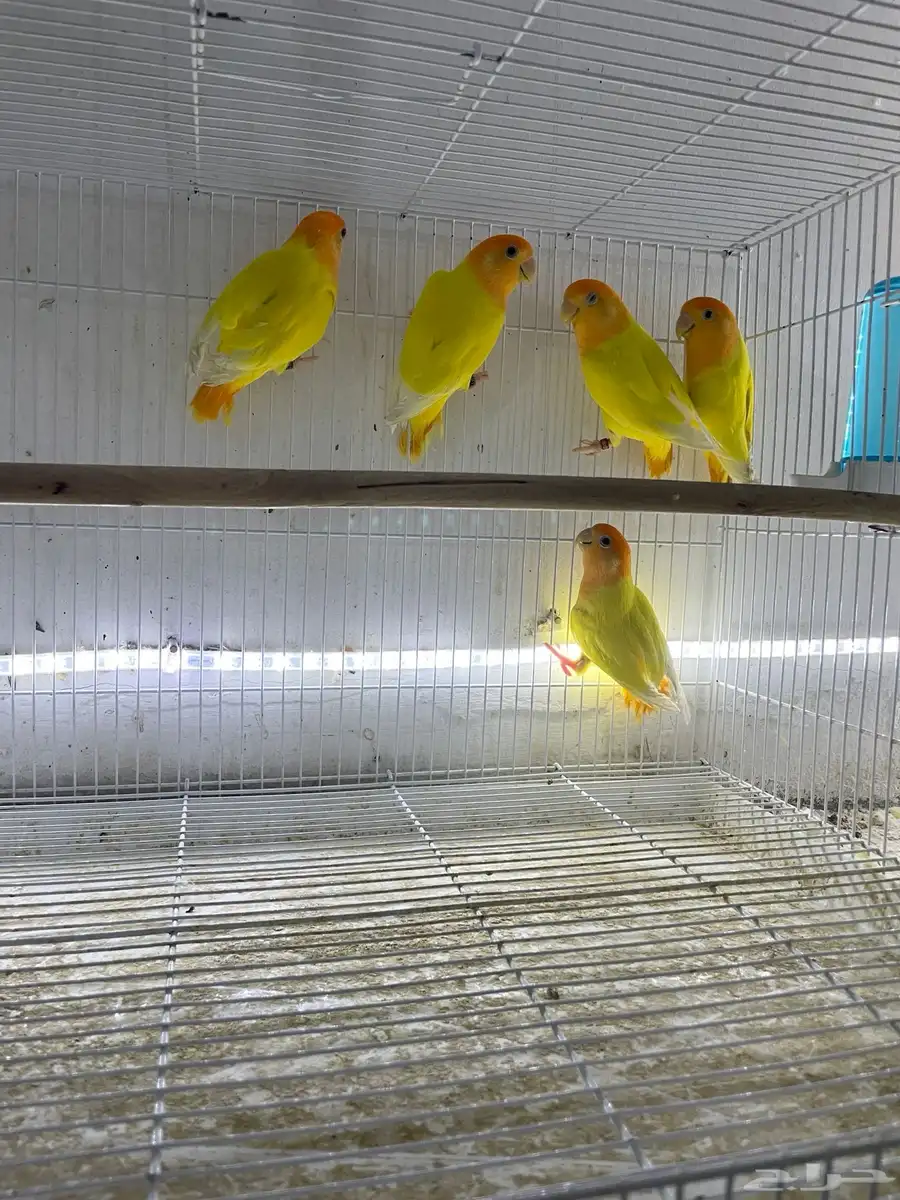 جوز روز اورنج 3