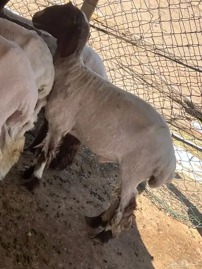 جذعه نعيميه 4