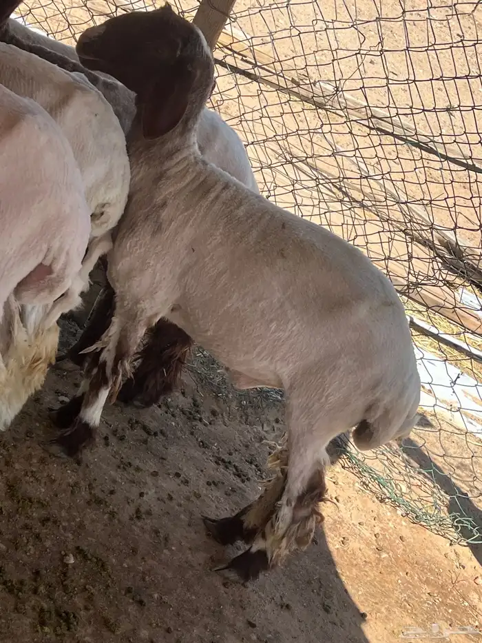 جذعه نعيميه 4