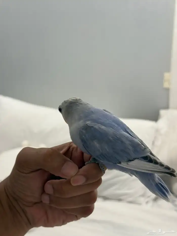 فرخ روز مفطوم عمر شهرين هدد اليف (تم البيع) 4