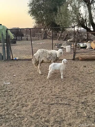 للبيع نعجه تحتها رخل 3