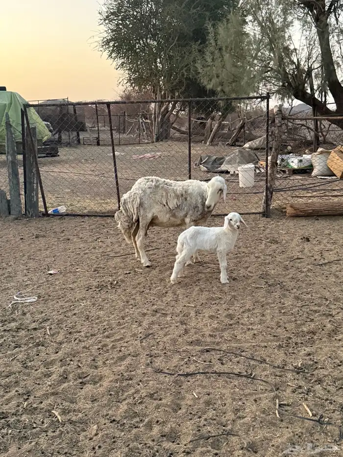 للبيع نعجه تحتها رخل 3