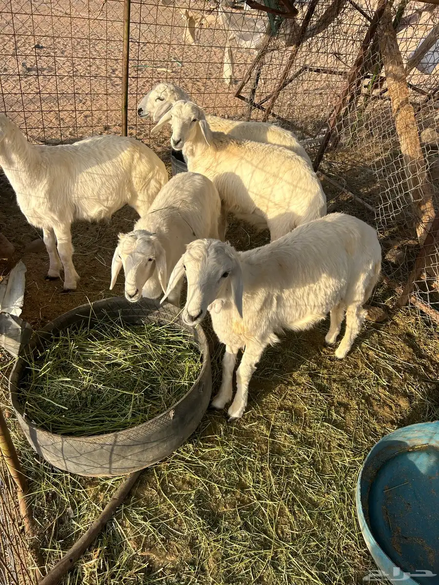 طليان ذبايح 0