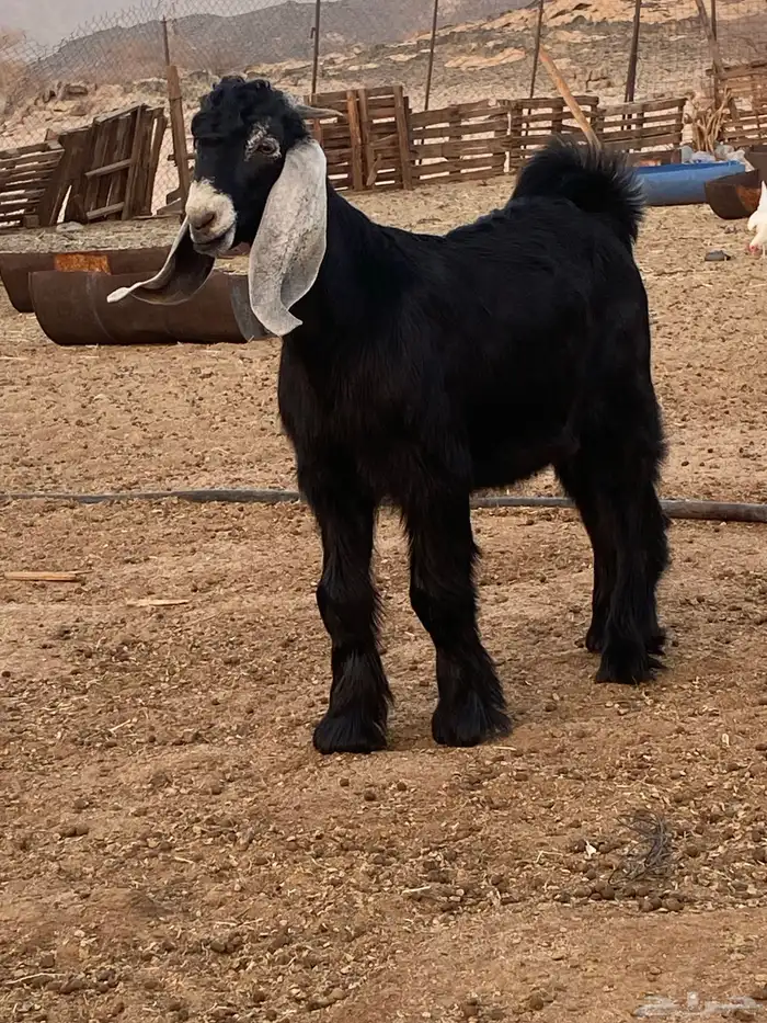 مشروع فحل عارضي صنف كايف 3
