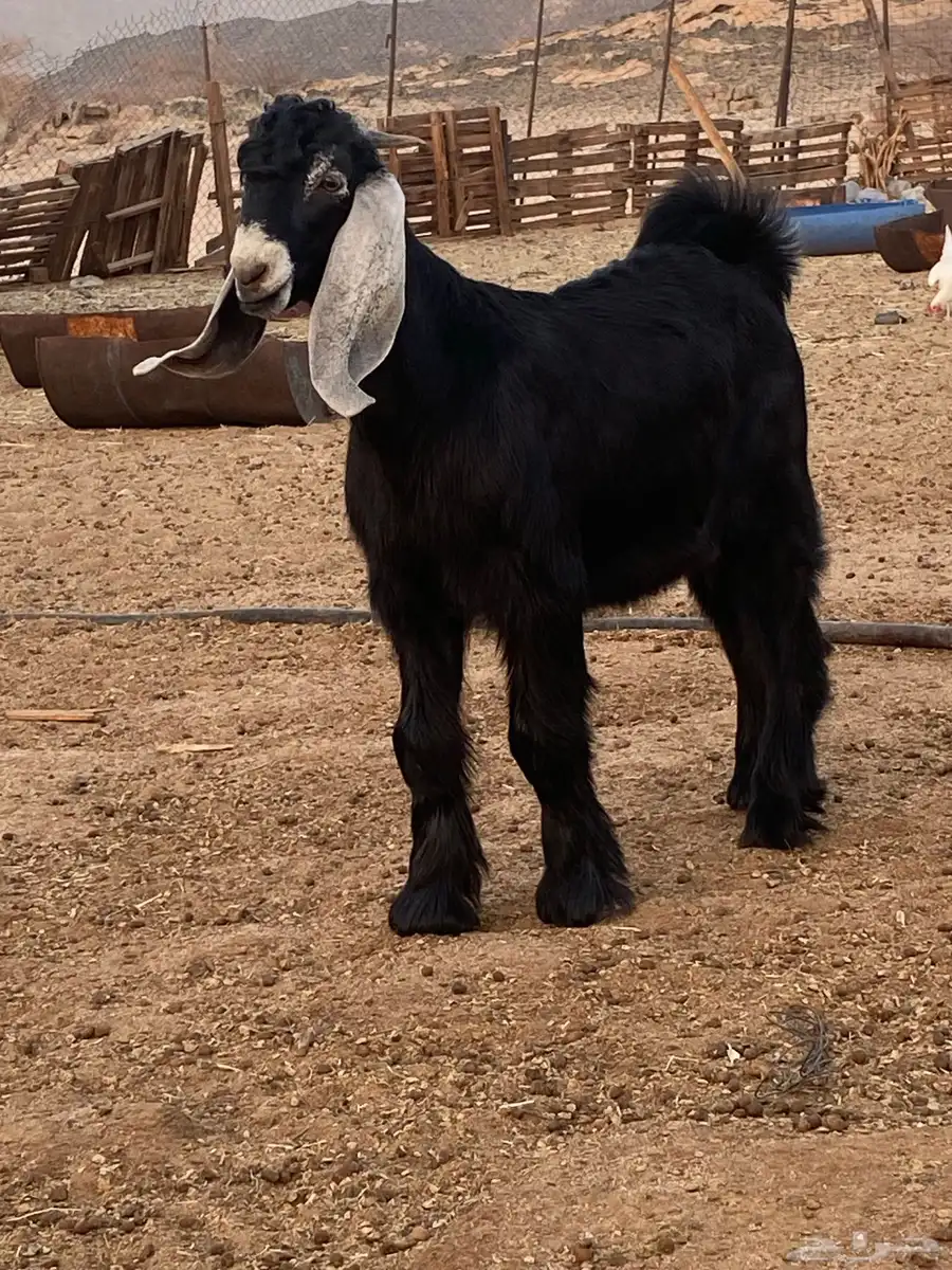 مشروع فحل عارضي صنف كايف 3