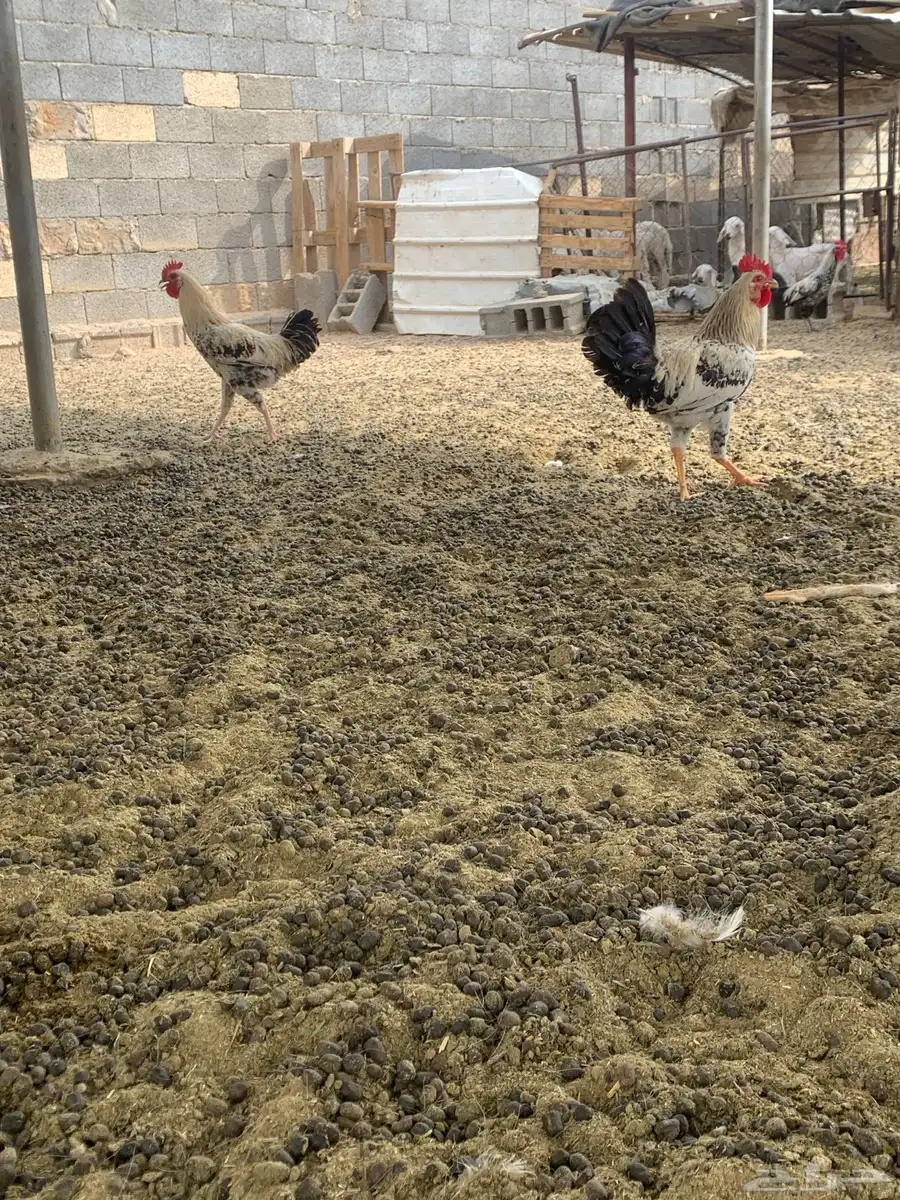 ديكه بلديه 7