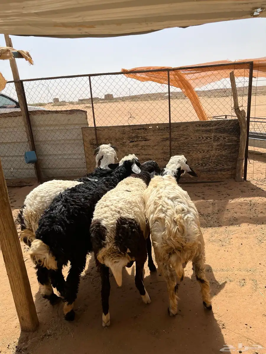 خرفان هجين 2
