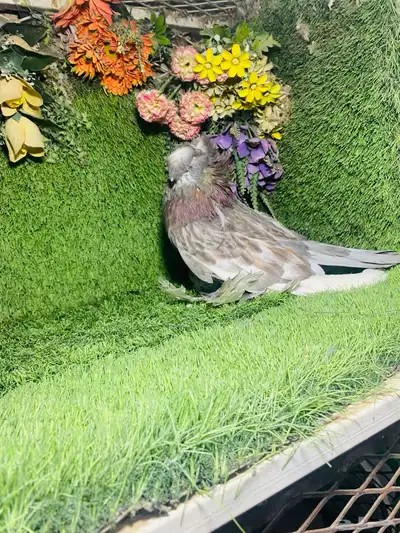 للبيع طبه بخاره 6