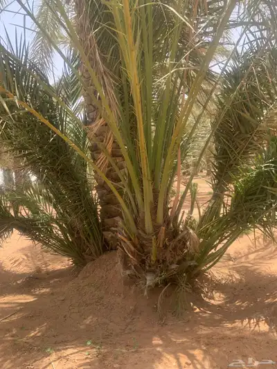 ونان مجدول صقعي 3