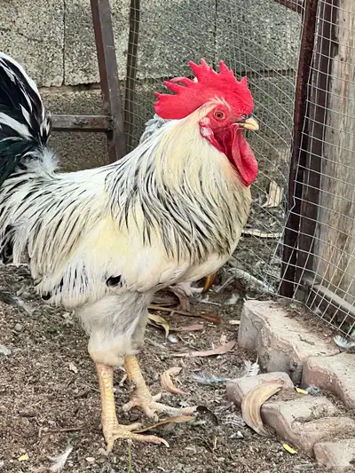 دجاج فرنسي سوبر جانبوا 0