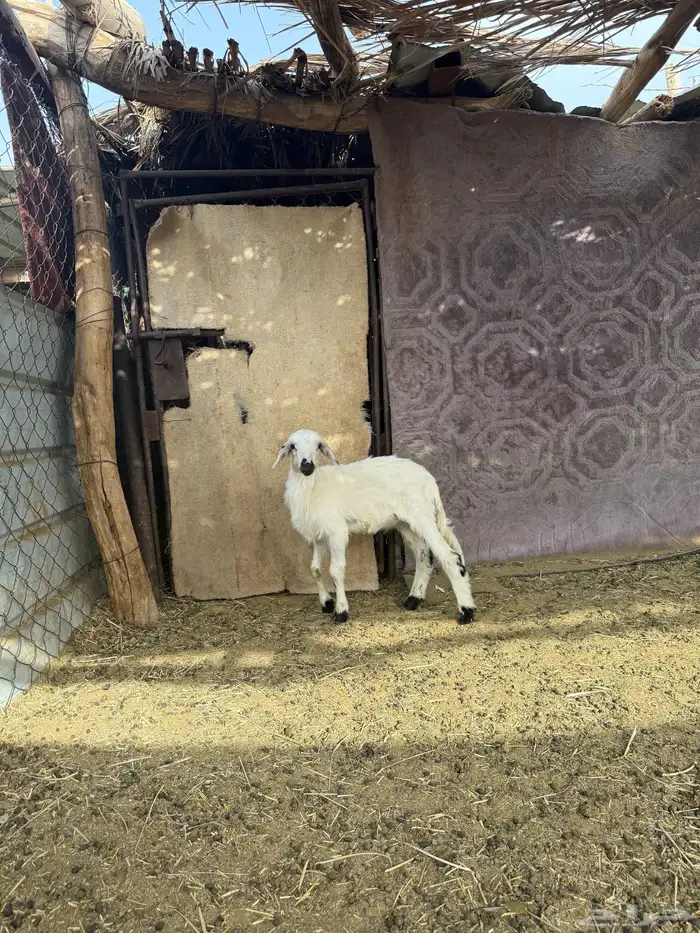خروف يرضع 2