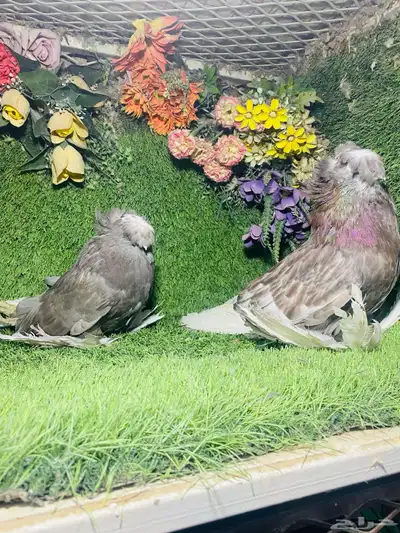 للبيع طبه بخاره 1