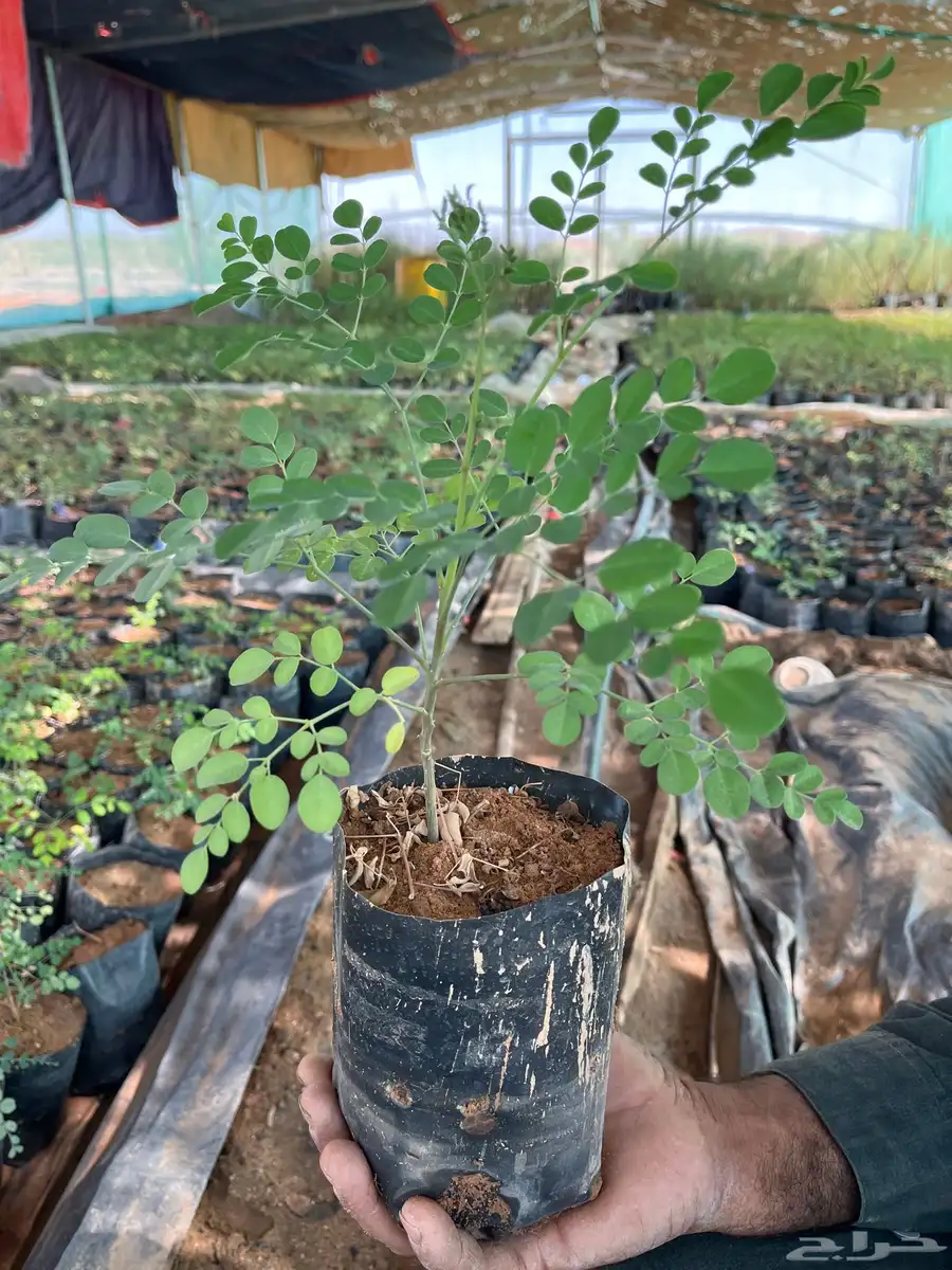 مورنجا عربي آو يسر عربي الموقع ابوراكه غرب العلا 4