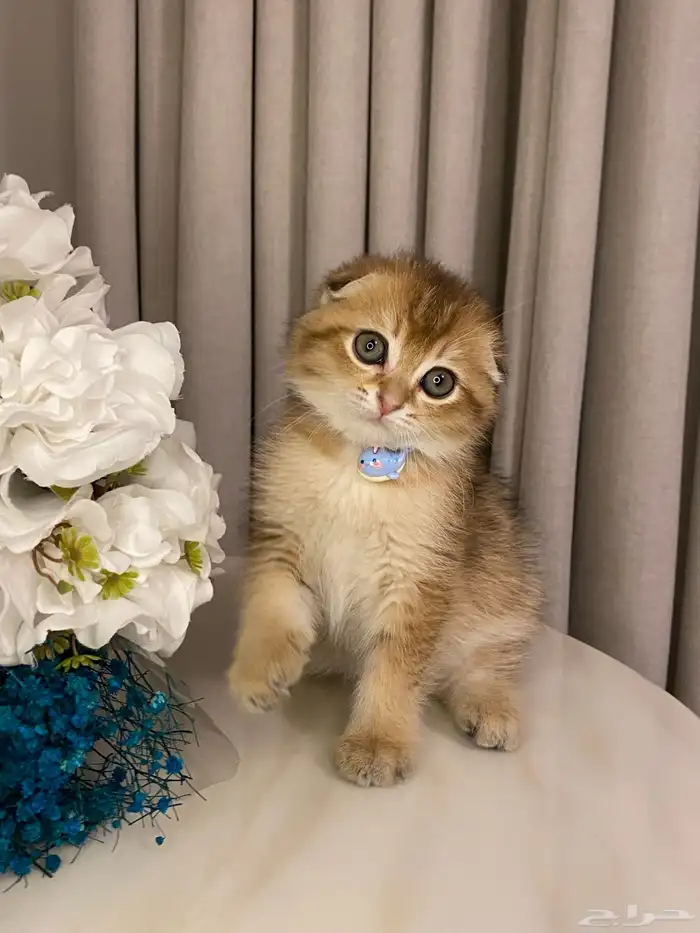 قطط للبيع سكوتش 4