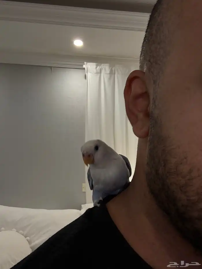 فرخ روز مفطوم عمر شهرين هدد اليف (تم البيع) 5