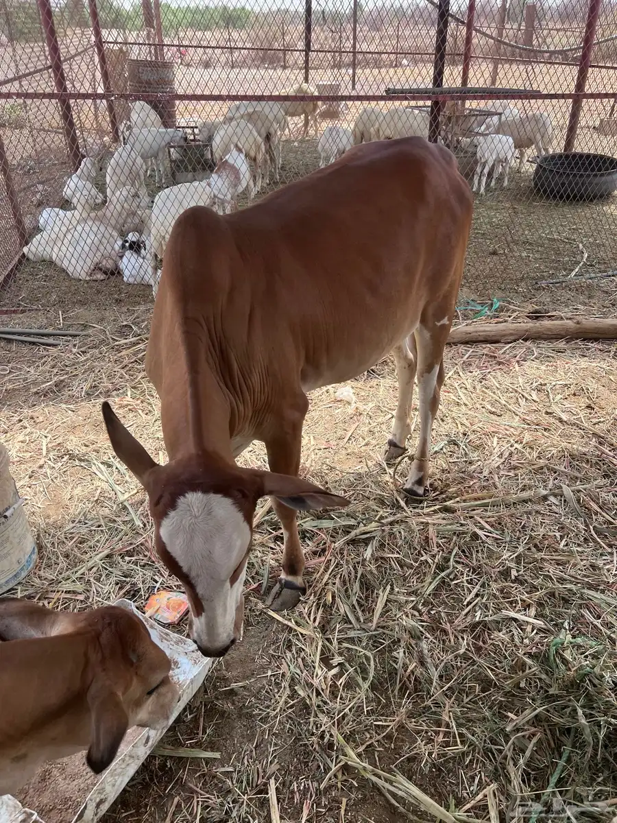 بقر بلدي 1