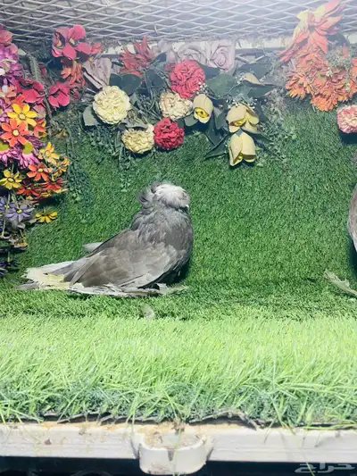 للبيع طبه بخاره 8