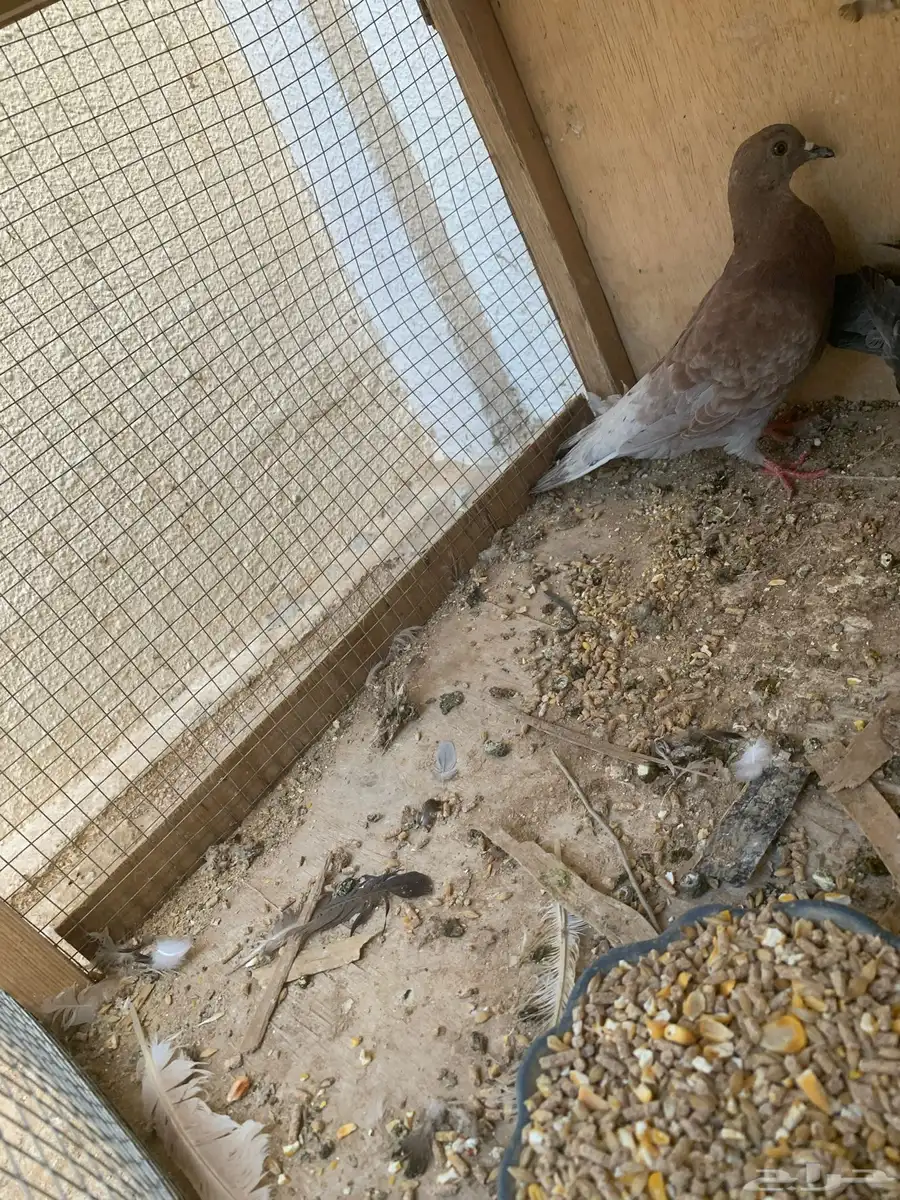 حمام للبيع 3