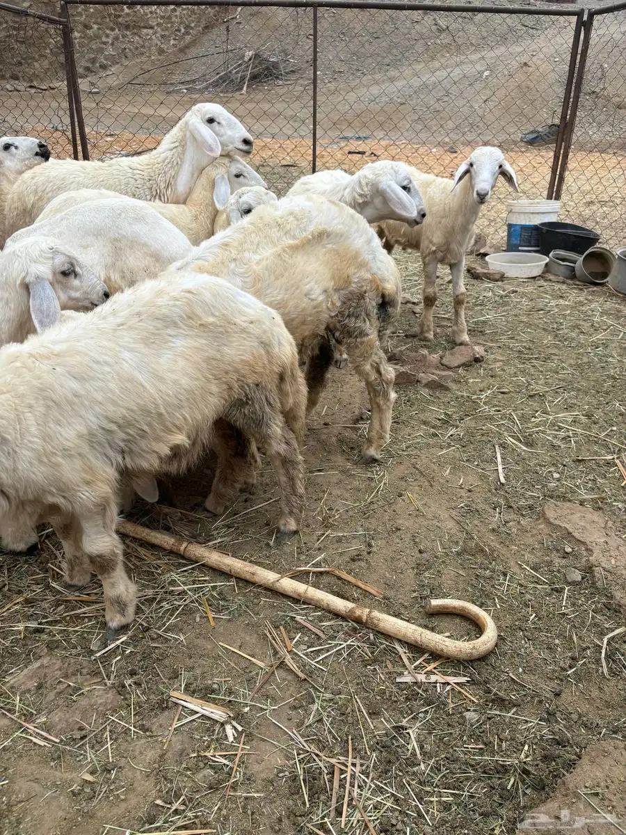 طليان ورخال للبيع 7
