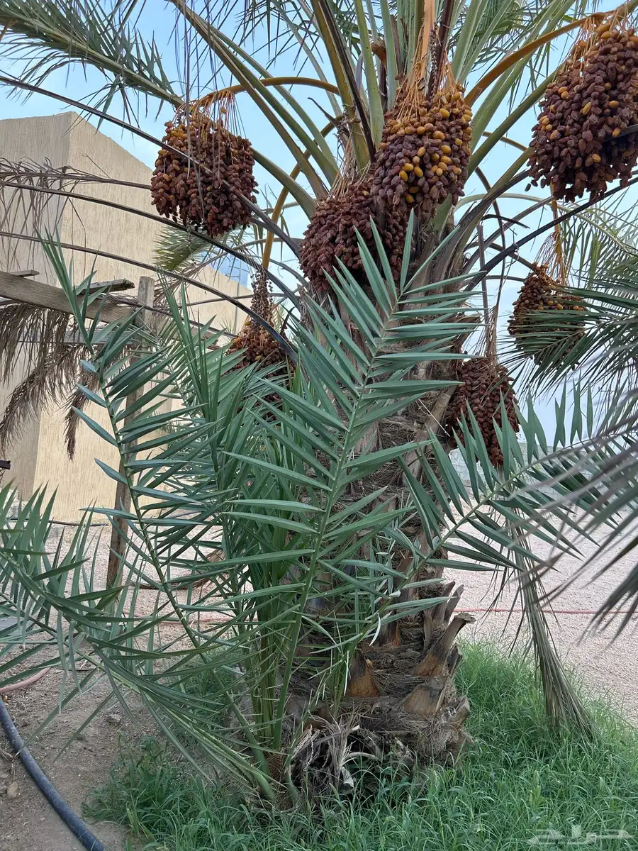 نخلة صفرية معها 3 بنات بيشة - جميع 1