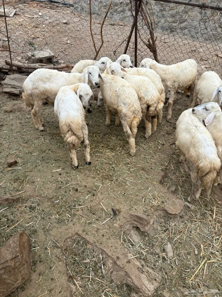 طليان ورخال للبيع 11