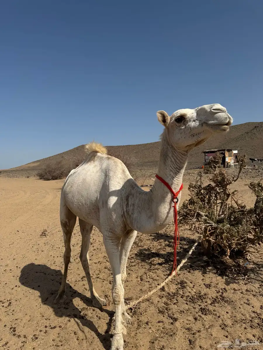قعود ركبي للبيع 3