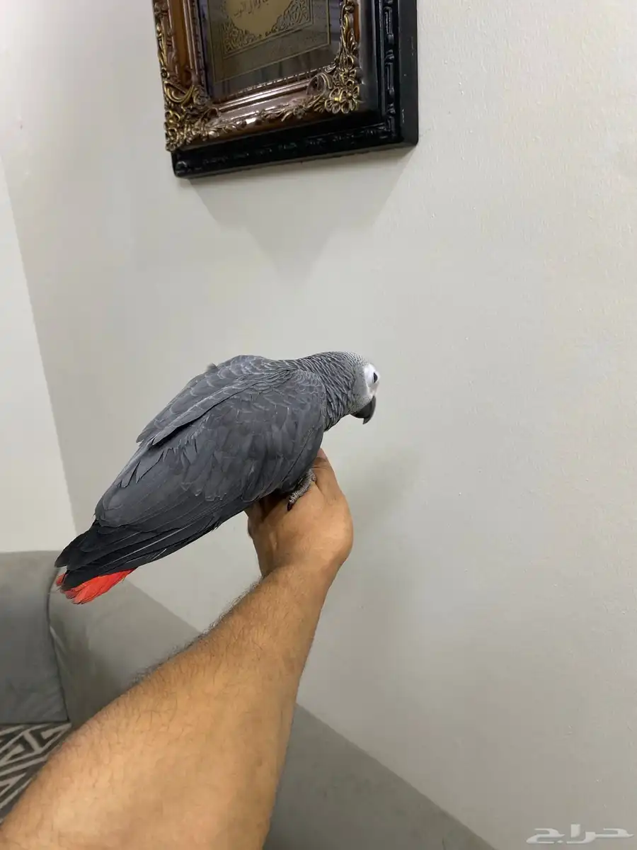 طيور 2