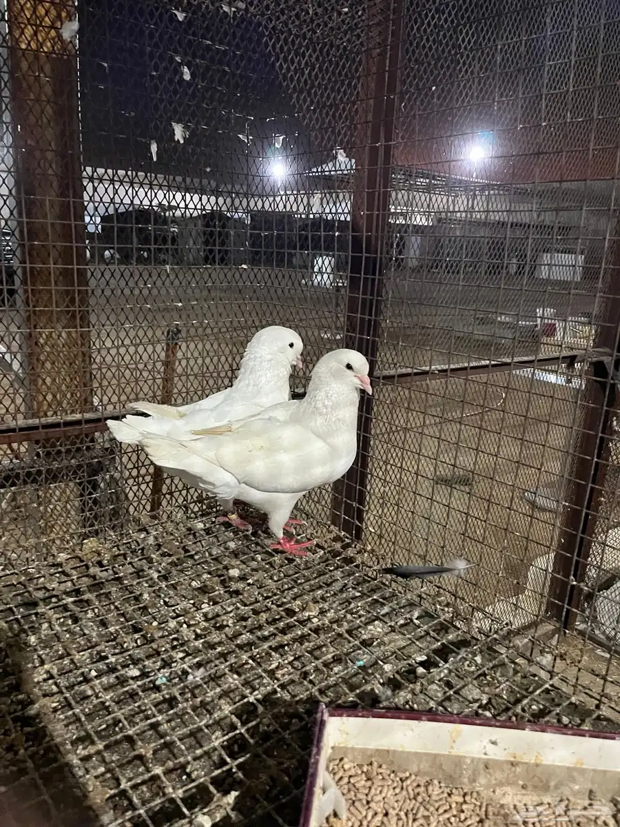 حمام 9