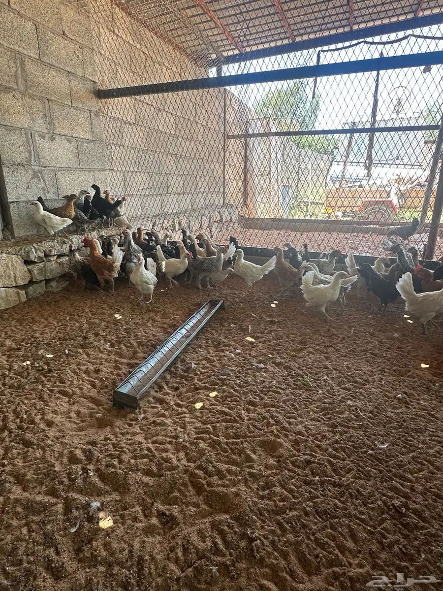 دجاج بلدي العمر شهرين ونصف العدد 150 جوز تقريبا 3