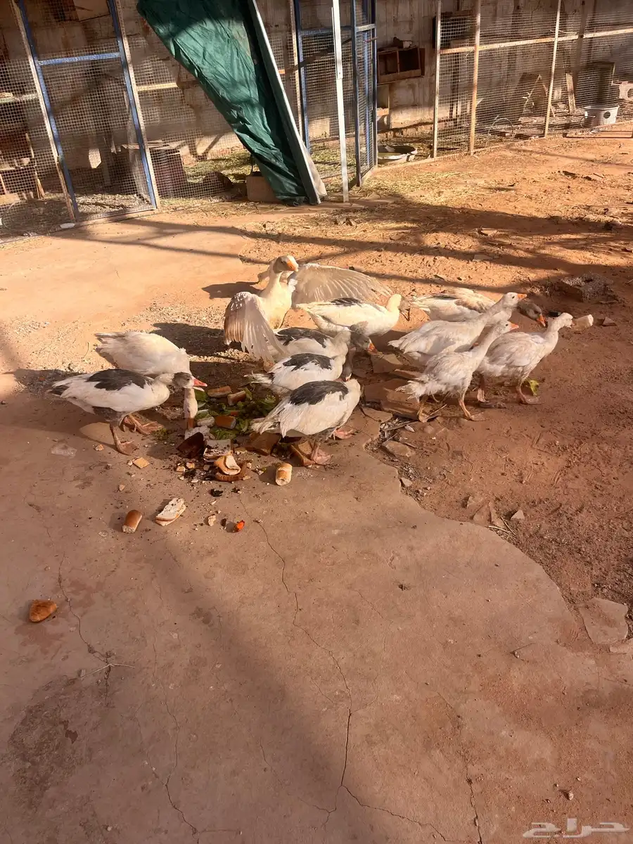 وز بلدي للبيع 2
