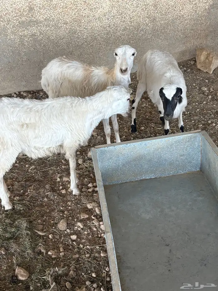 رفيديات 3 جذعات 2 دفيع من فحل حري 0