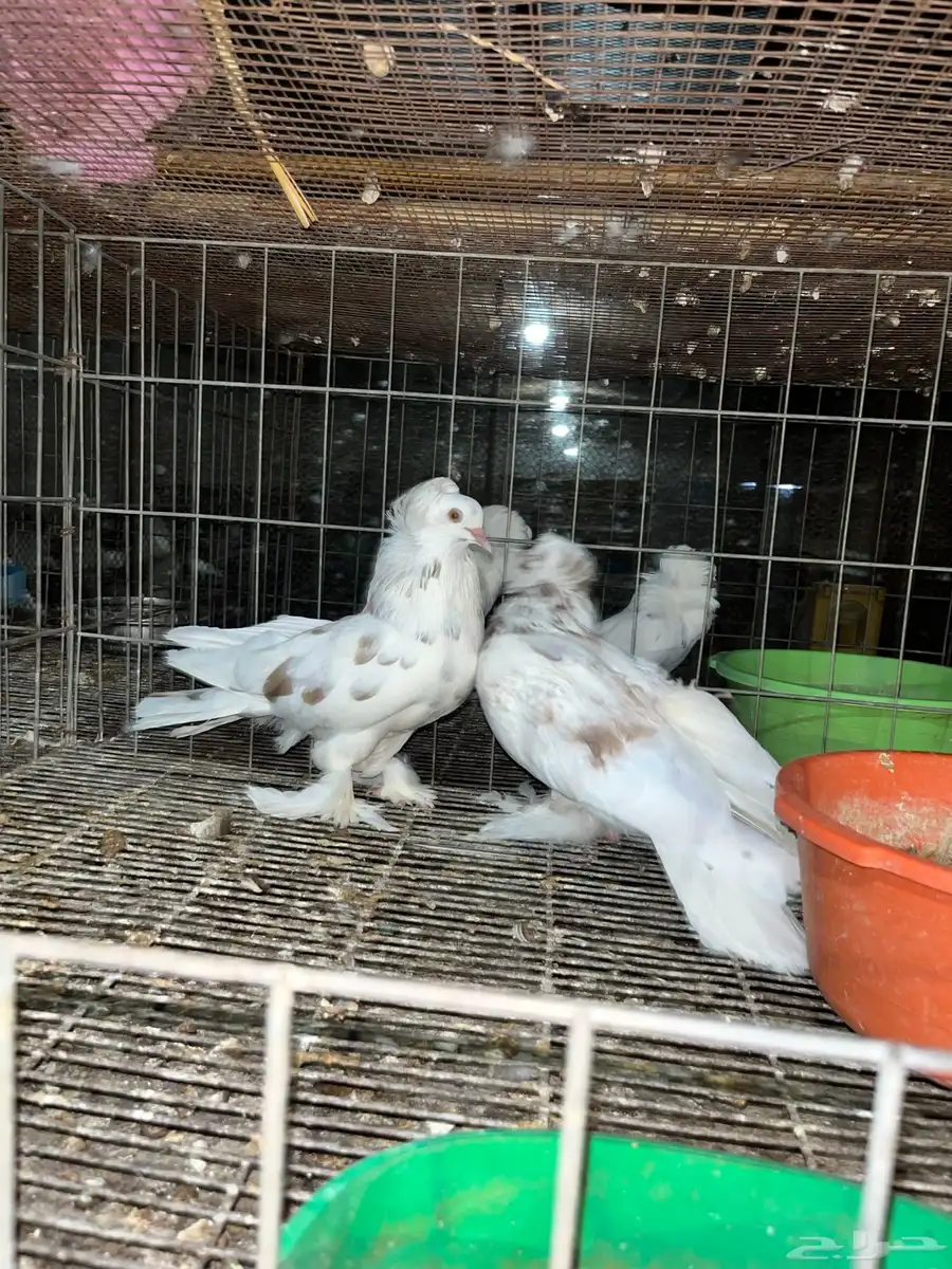حمام 0