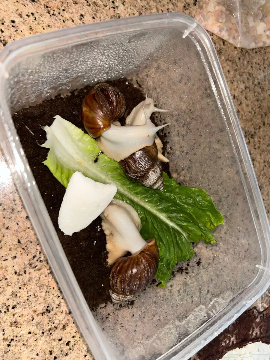 حلزونات 2