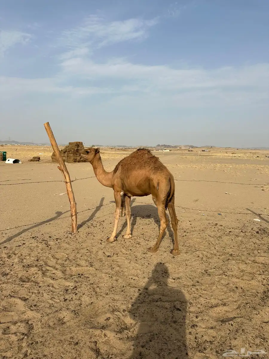 بكره للبيع 4