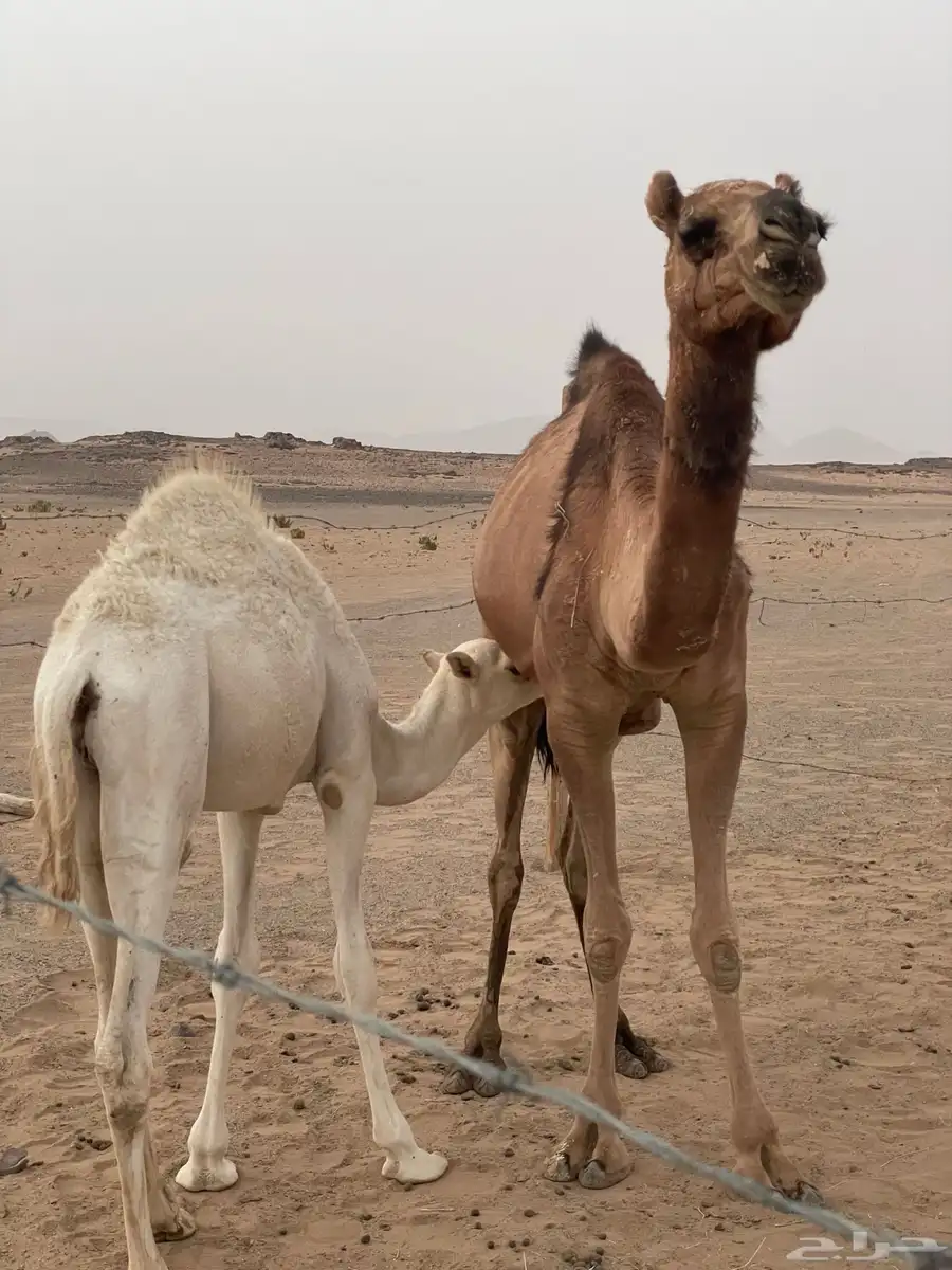 خلفه البيع معها قعود 3