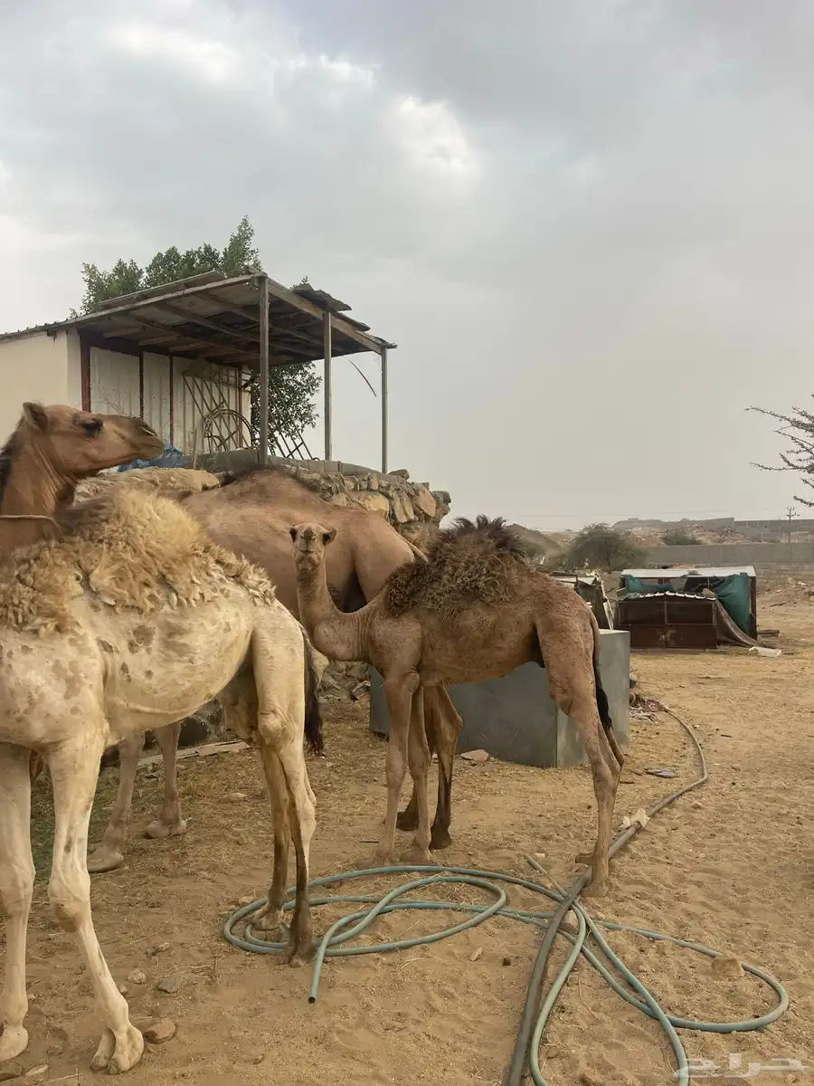 حشوان لباني 0
